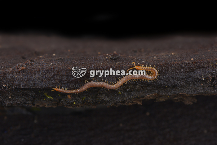 Géophile (myriapode) - gryphea.com